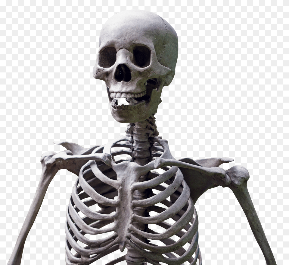 Skeleton, Person, Face, Head Free Png