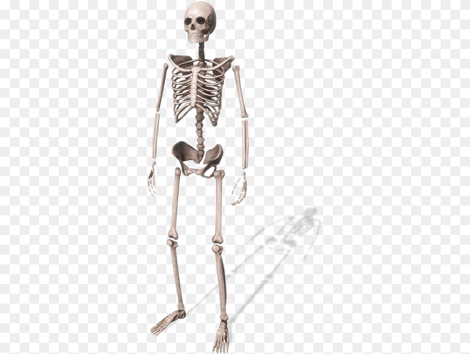 Skeleton, Head, Person Free Png Download