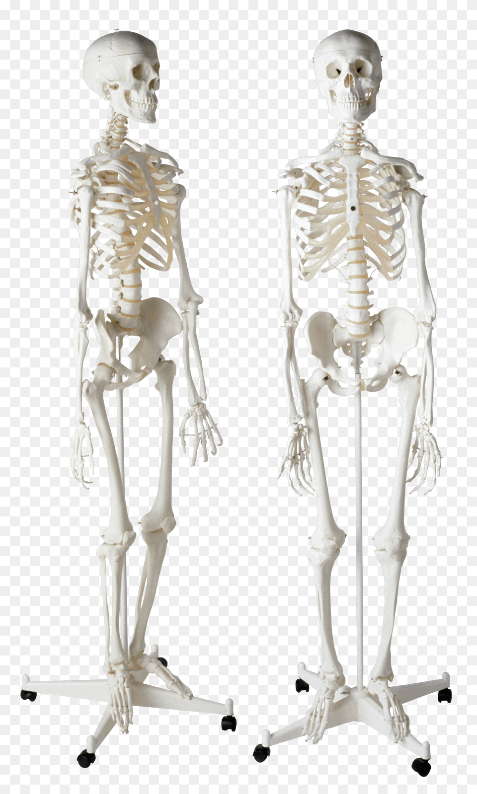 Skeleton, Person, Face, Head Png