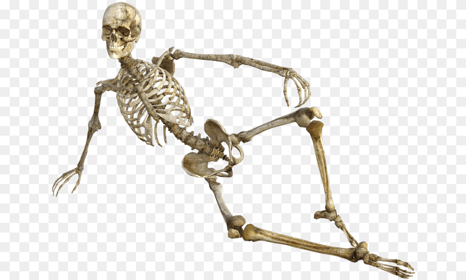 Skeleton, Person, Face, Head Free Png