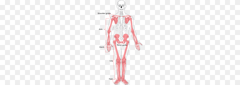 Skeleton Adult, Male, Man, Person Png