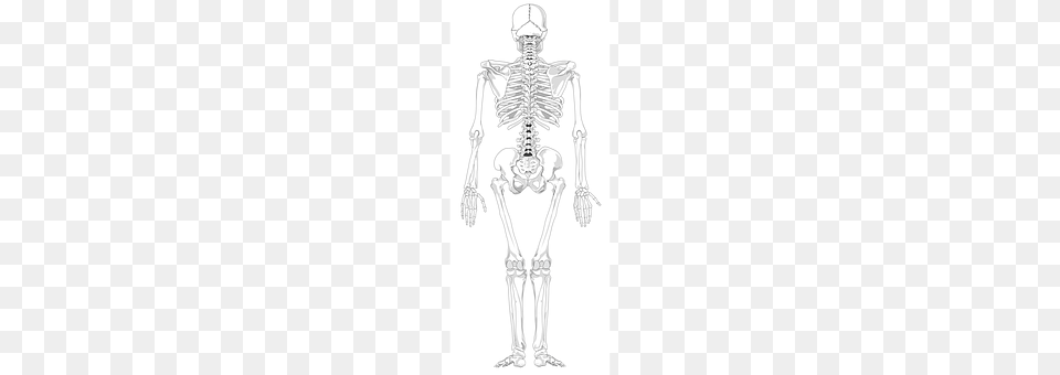 Skeleton Person Free Transparent Png