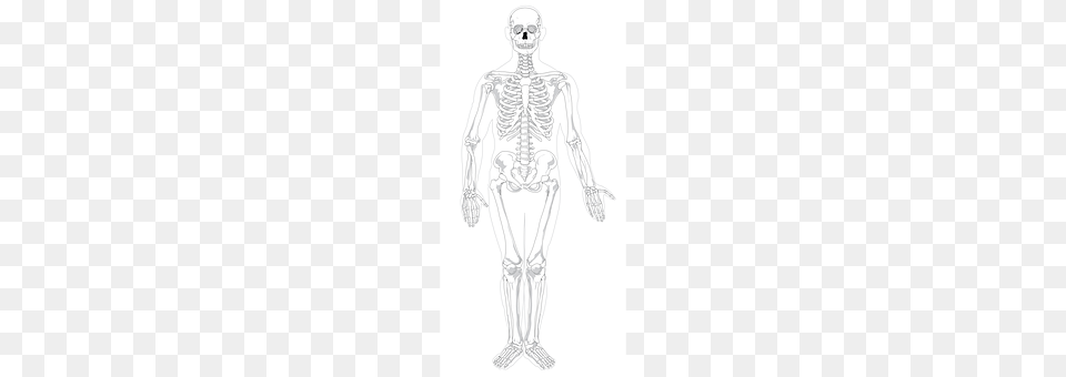 Skeleton Adult, Bride, Female, Person Free Png Download