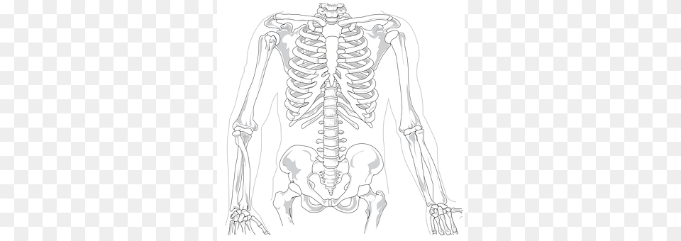 Skeleton Animal, Kangaroo, Mammal Free Png