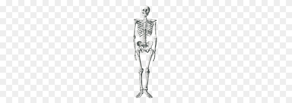 Skeleton Adult, Male, Man, Person Free Png