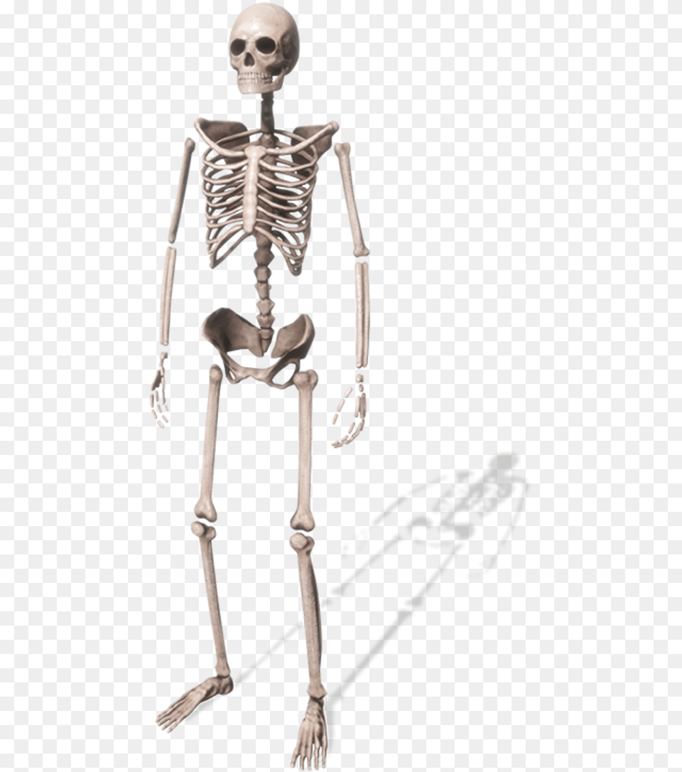 Skeleton, Person Free Png