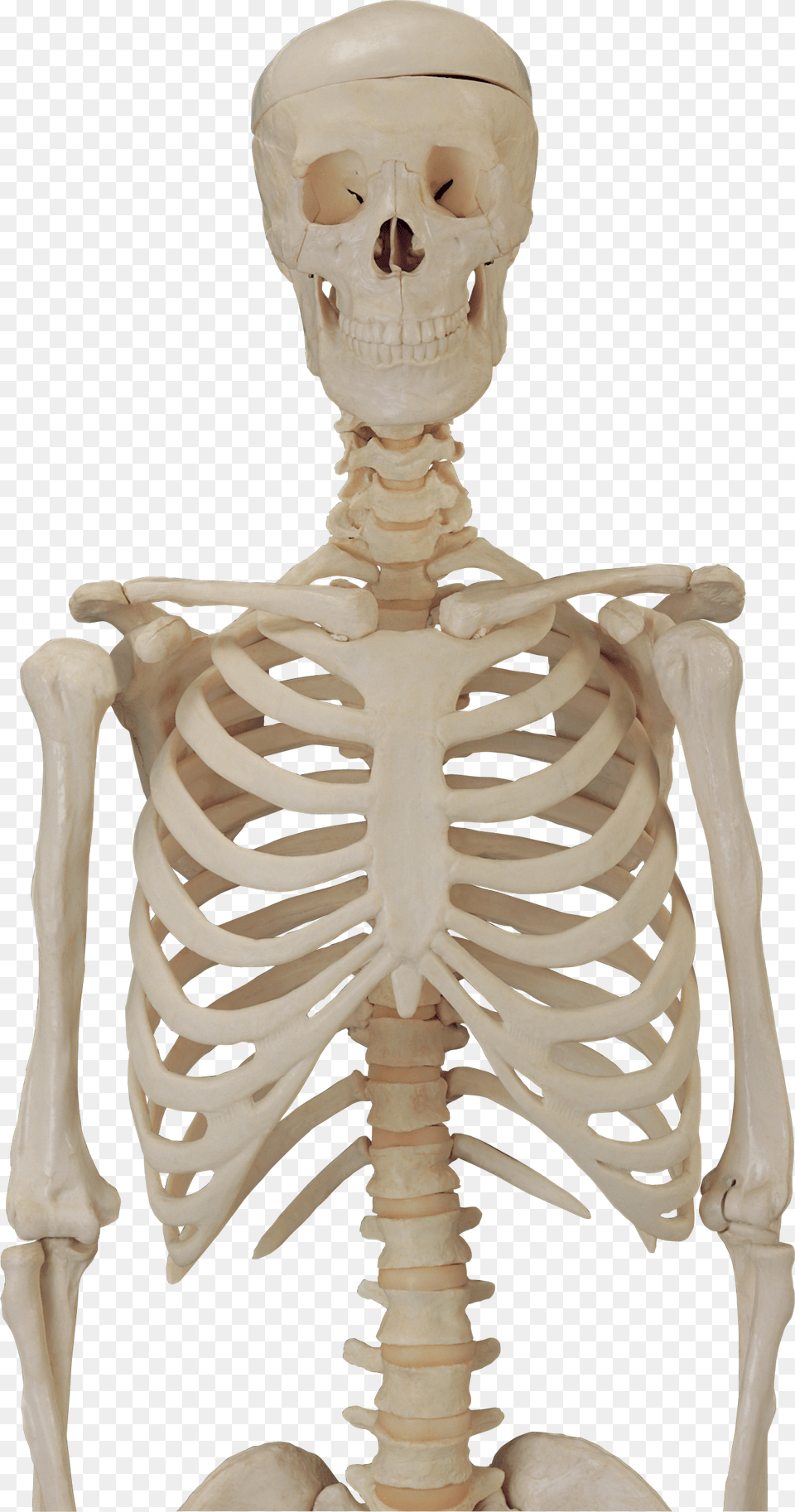 Skeleton, Baby, Person, Face, Head Free Transparent Png