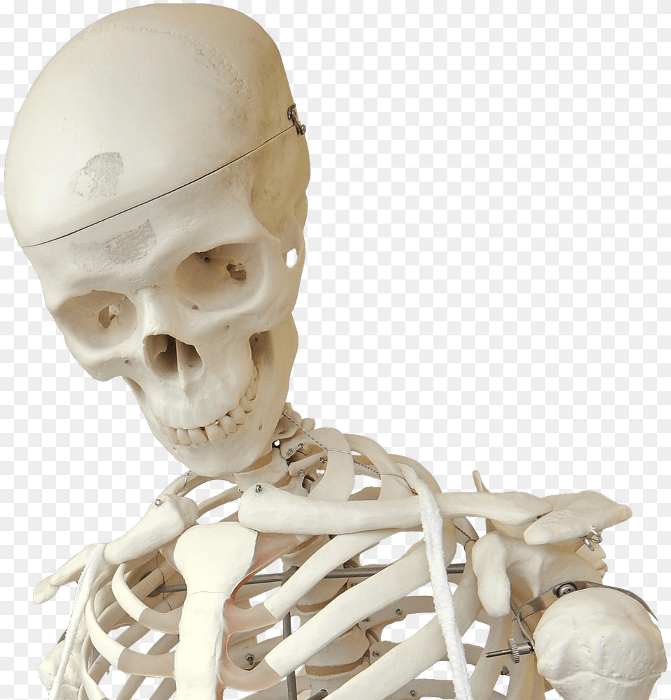 Skeleton, Baby, Person Png Image