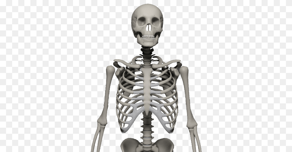 Skeleton, Person Free Png