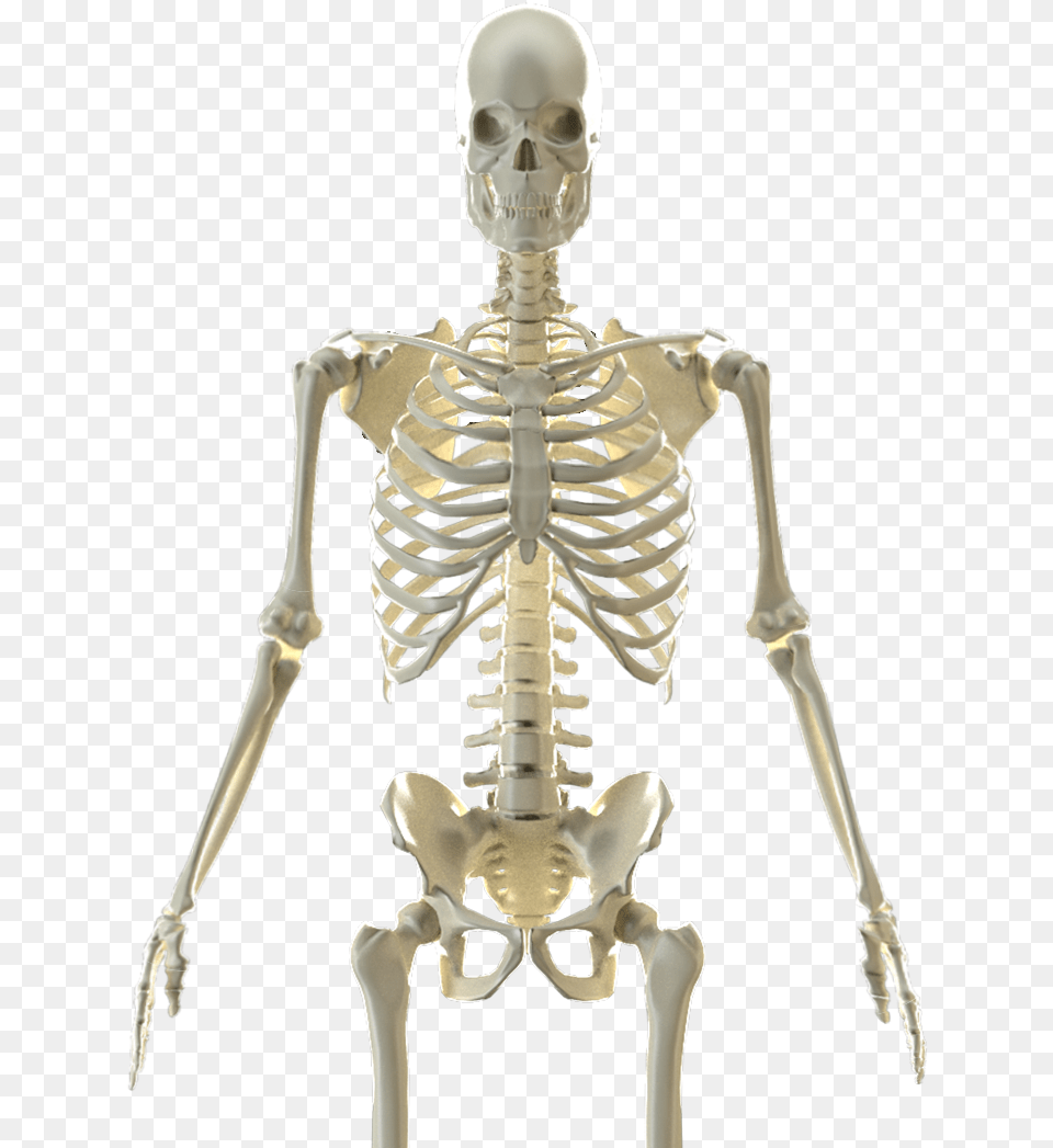 Skeleton, Adult, Female, Person, Woman Png Image