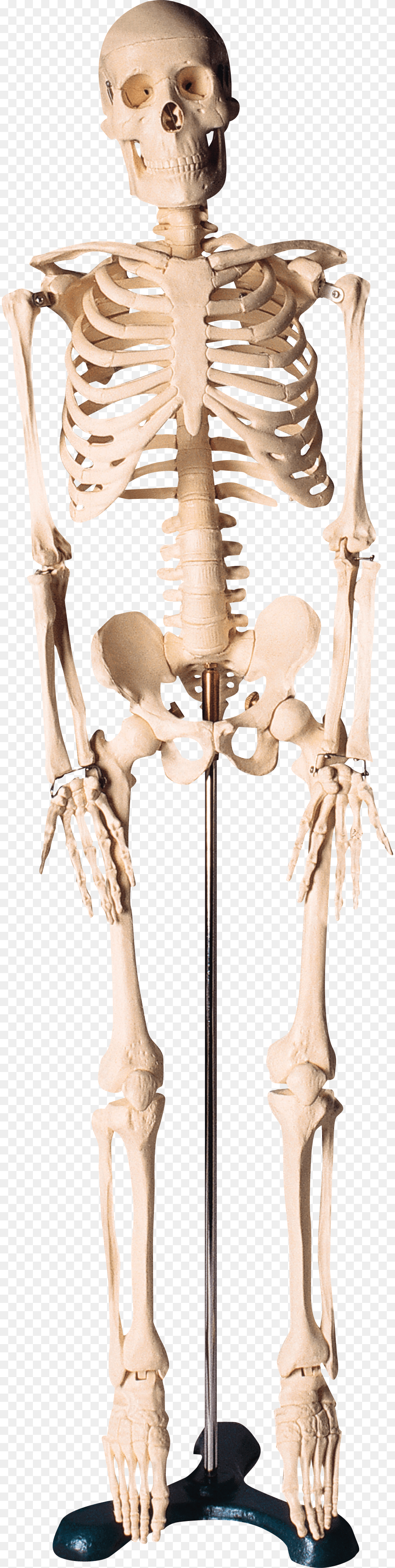 Skeleton, Person, Face, Head Png