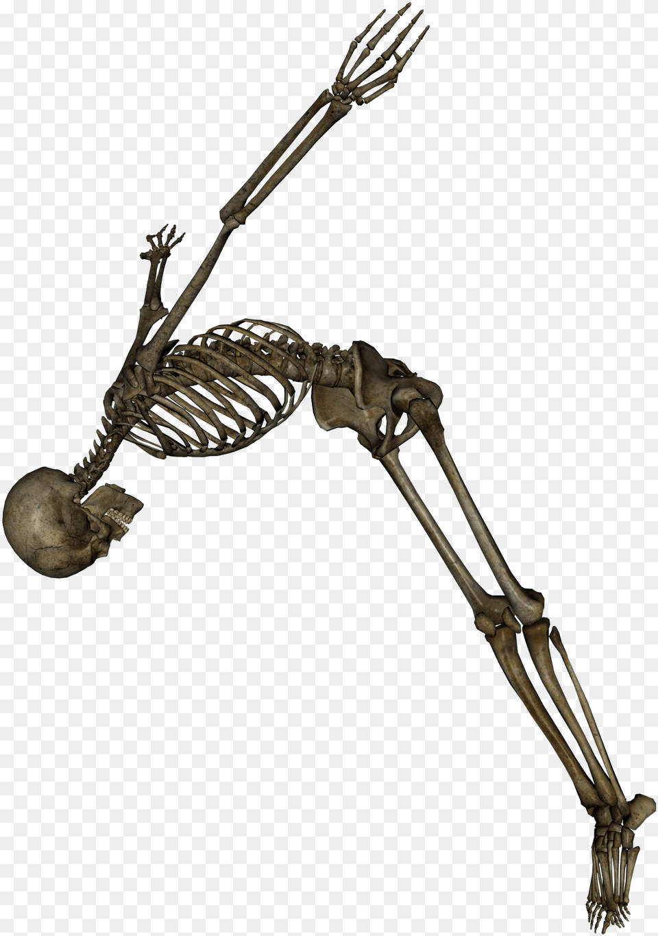 Skeleton Free Png