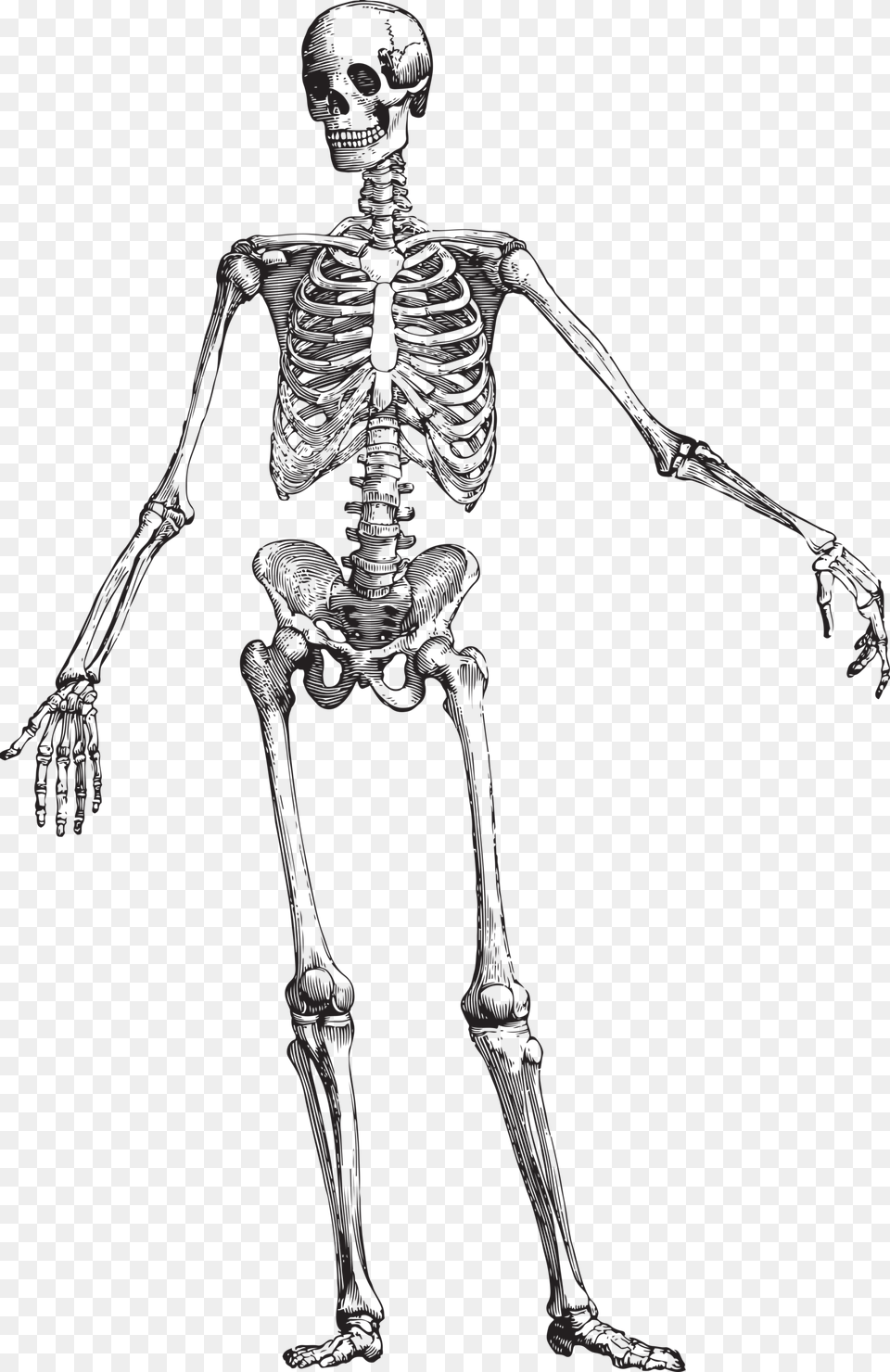 Skeleton Anatomy Black And White, Adult, Female, Person, Woman Free Transparent Png
