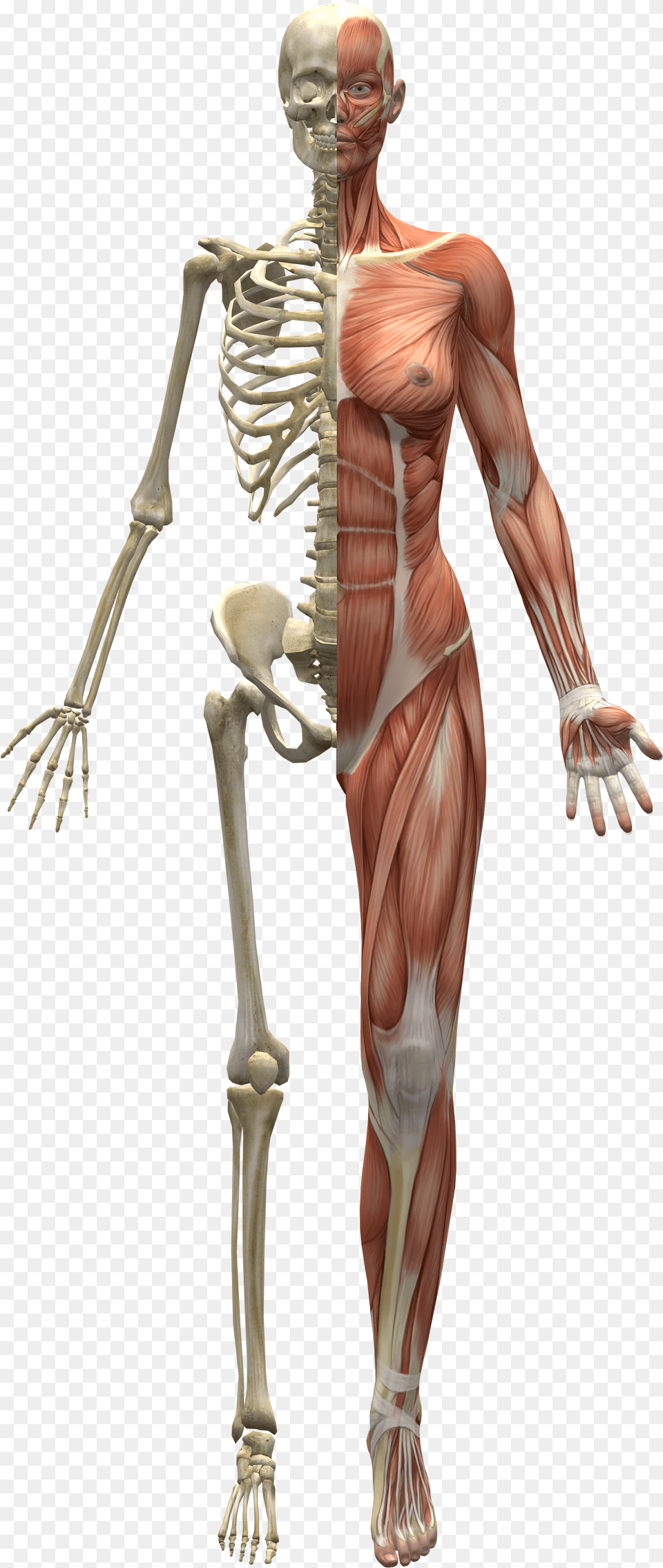 Skeleton And Muscles Png