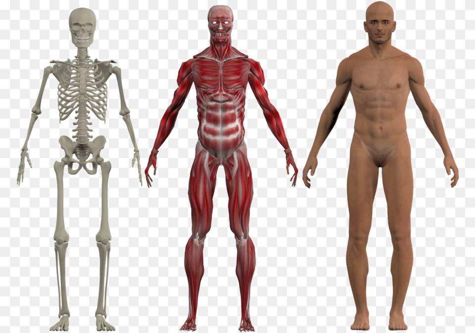 Skeleton And Muscular System 6 Files Anatomy, Adult, Male, Man, Person Png Image