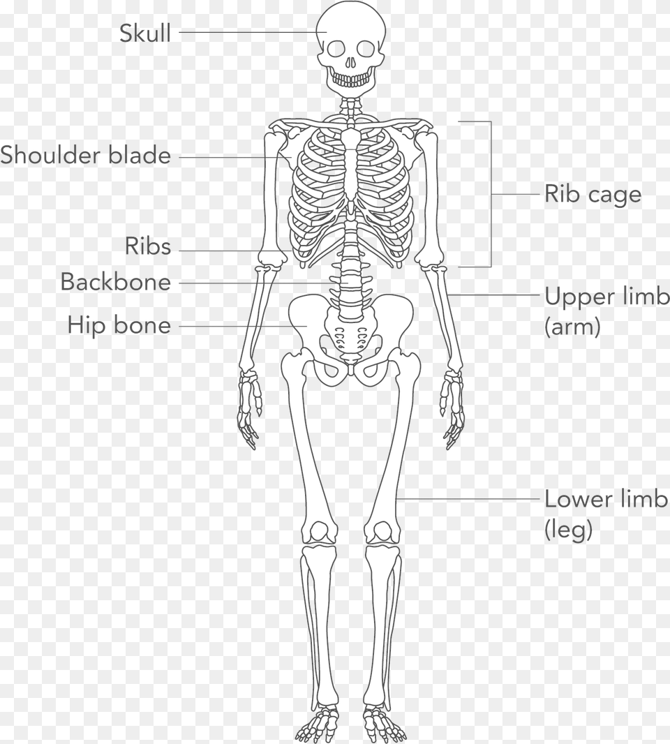 Skeleton Arm, Adult, Female, Person, Woman Free Transparent Png