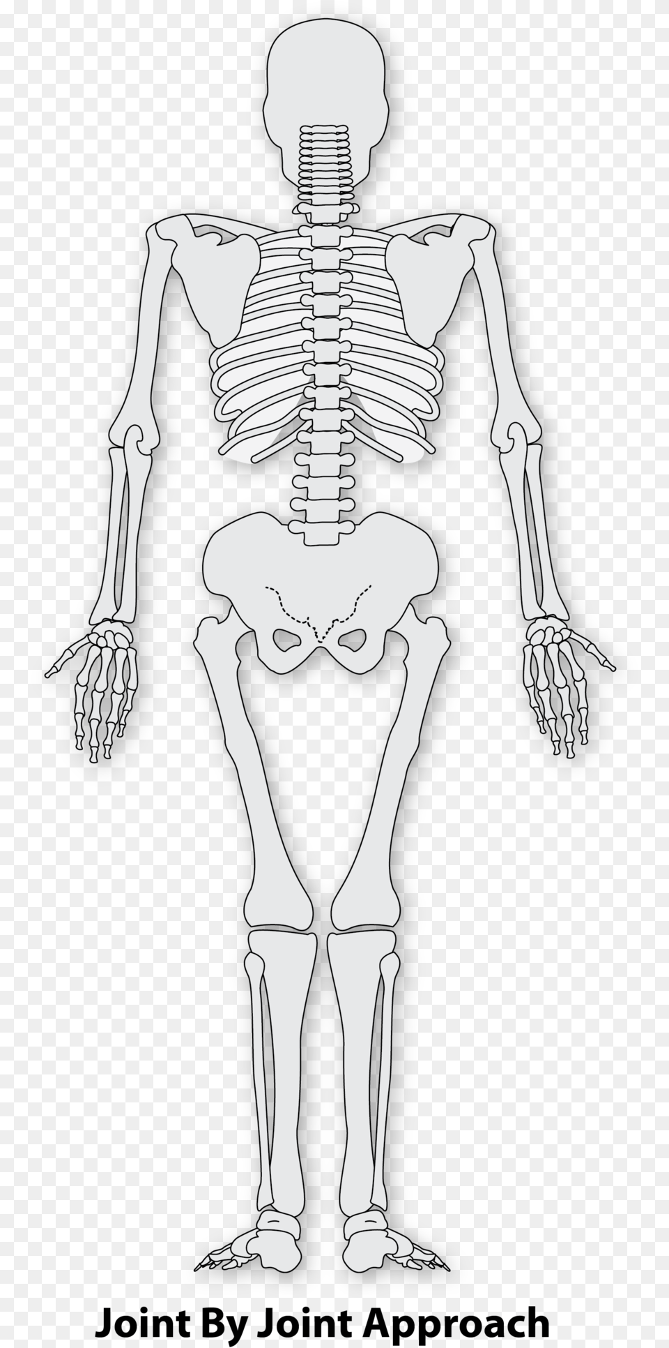 Skeleton Arm Highfield Awarding Body For Compliance, Person Free Transparent Png