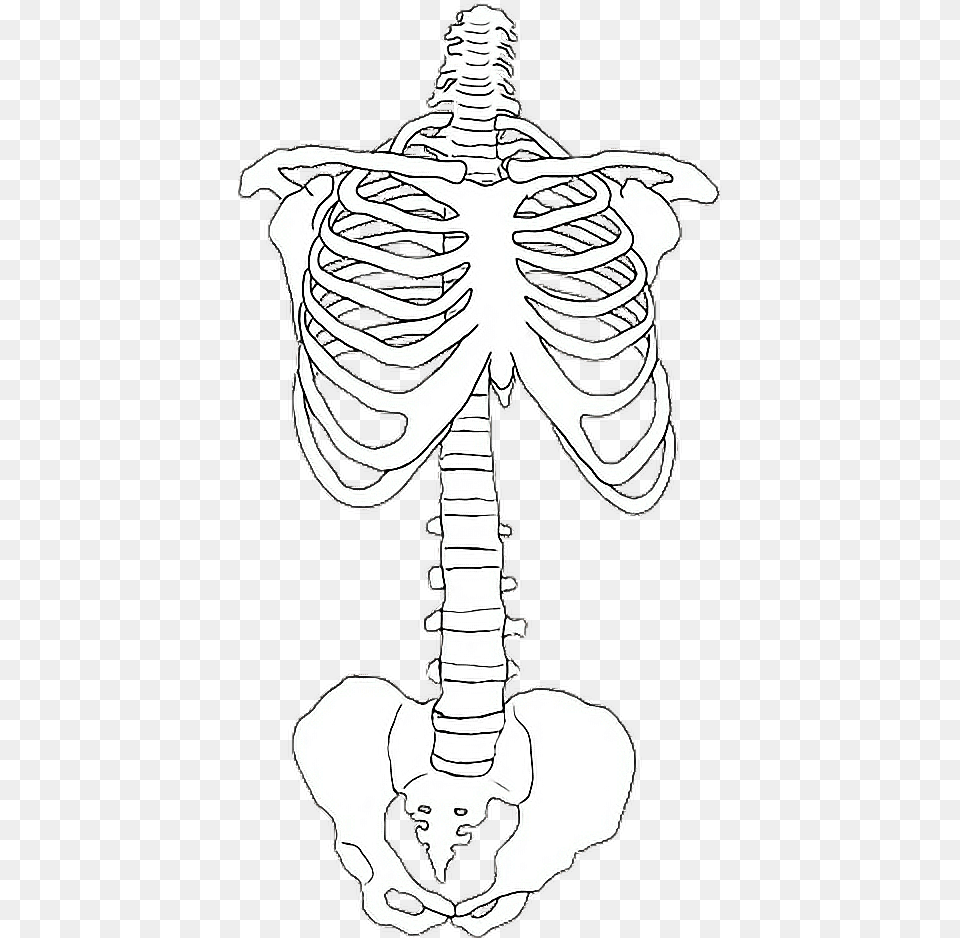 Skeleton Bones, Stencil, Adult, Bride, Female Png Image