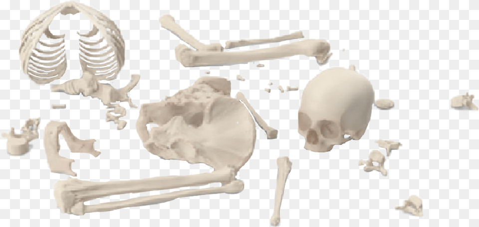 Skeleton Bones Brokenskeleton Graphicdesign Anthropologist, Person, Head, Baby Free Png