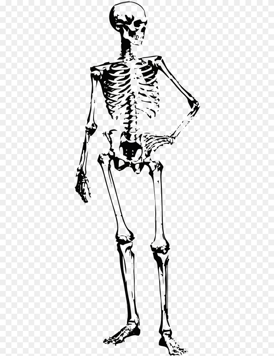 Skeleton Bones Halloween Photo Skeleton, Person Png