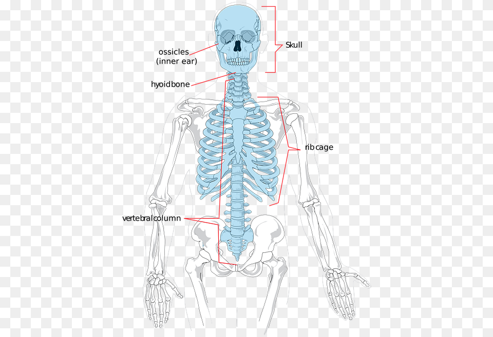 Skeleton Bones Human Science Diagram System Axial Skeleton X Ray, Adult, Male, Man, Person Png Image