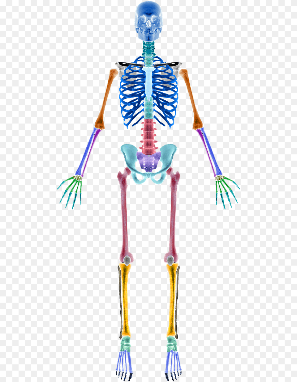 Skeleton Bones Skeleton Sections Photo Human Skeleton, Person, Face, Head Free Png Download