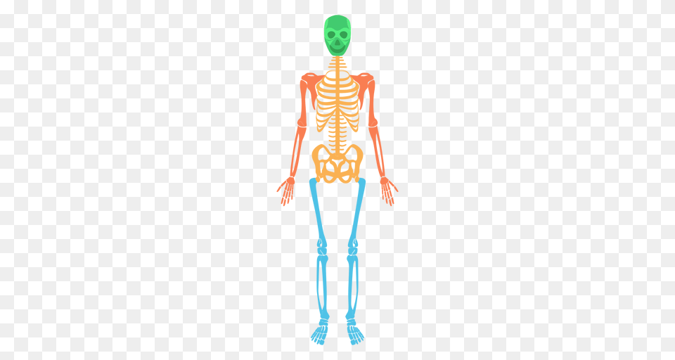 Skeleton Bones Transparent Skeleton Bones Images, Person, Face, Head Png