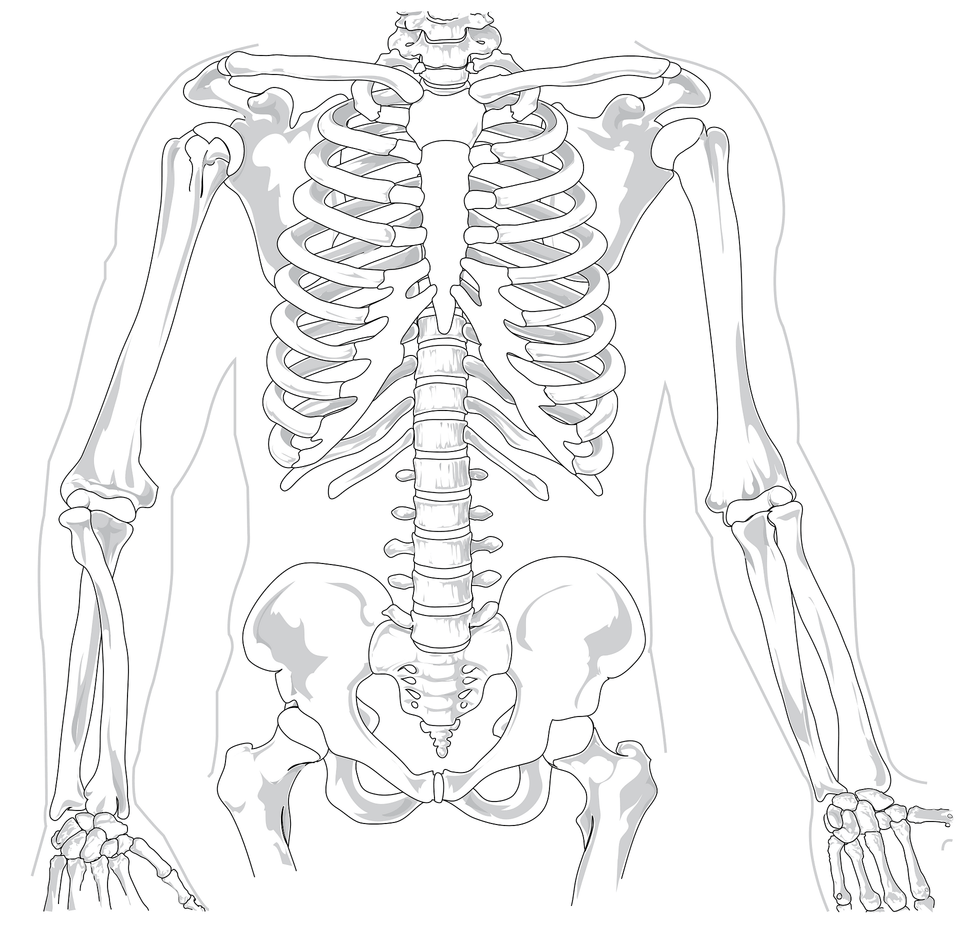 Skeleton Clipart, Person Free Png