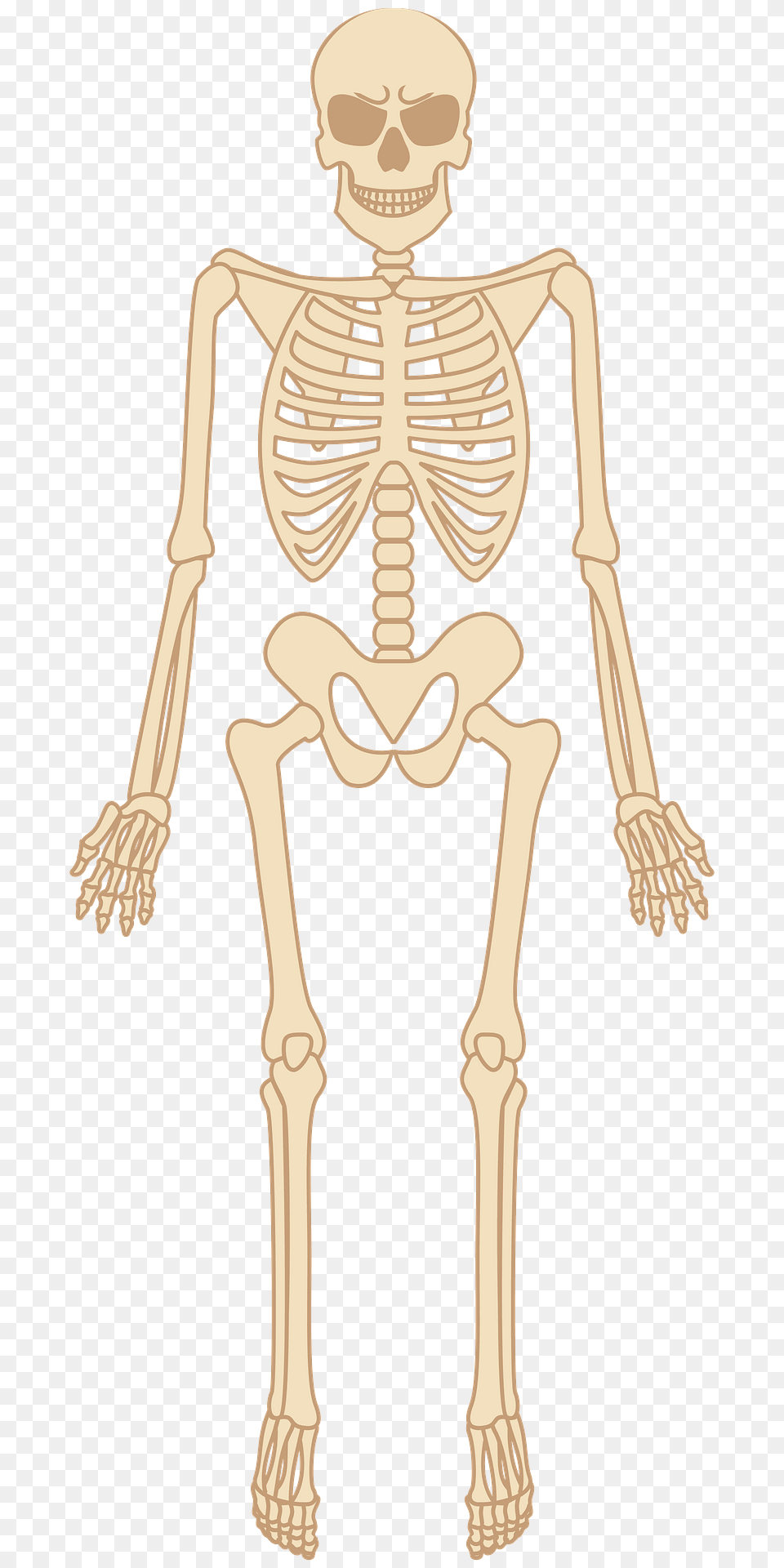 Skeleton Clipart, Person, Face, Head Png Image