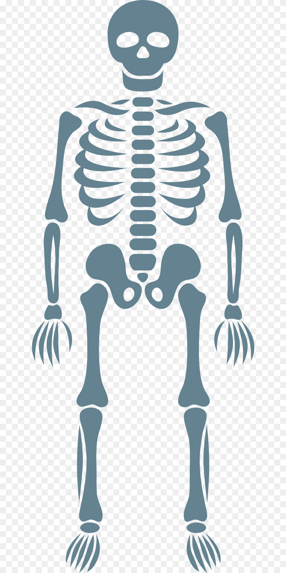 Skeleton Clipart, Person, Face, Head Free Png