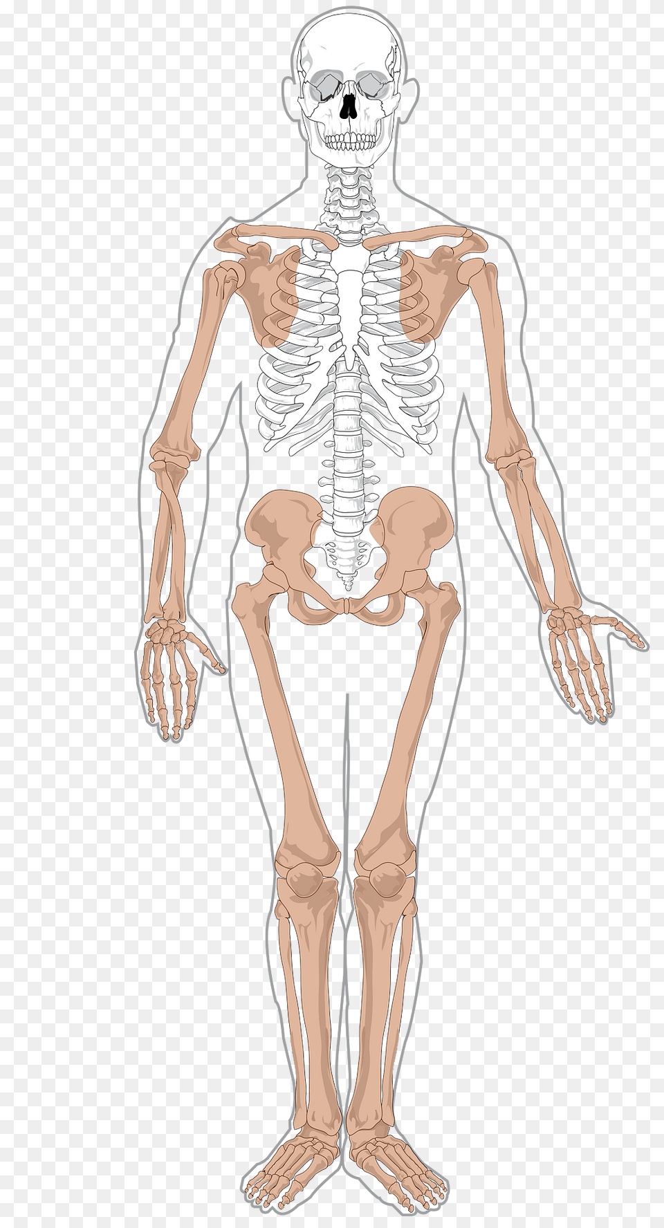 Skeleton Clipart, Adult, Male, Man, Person Free Png Download