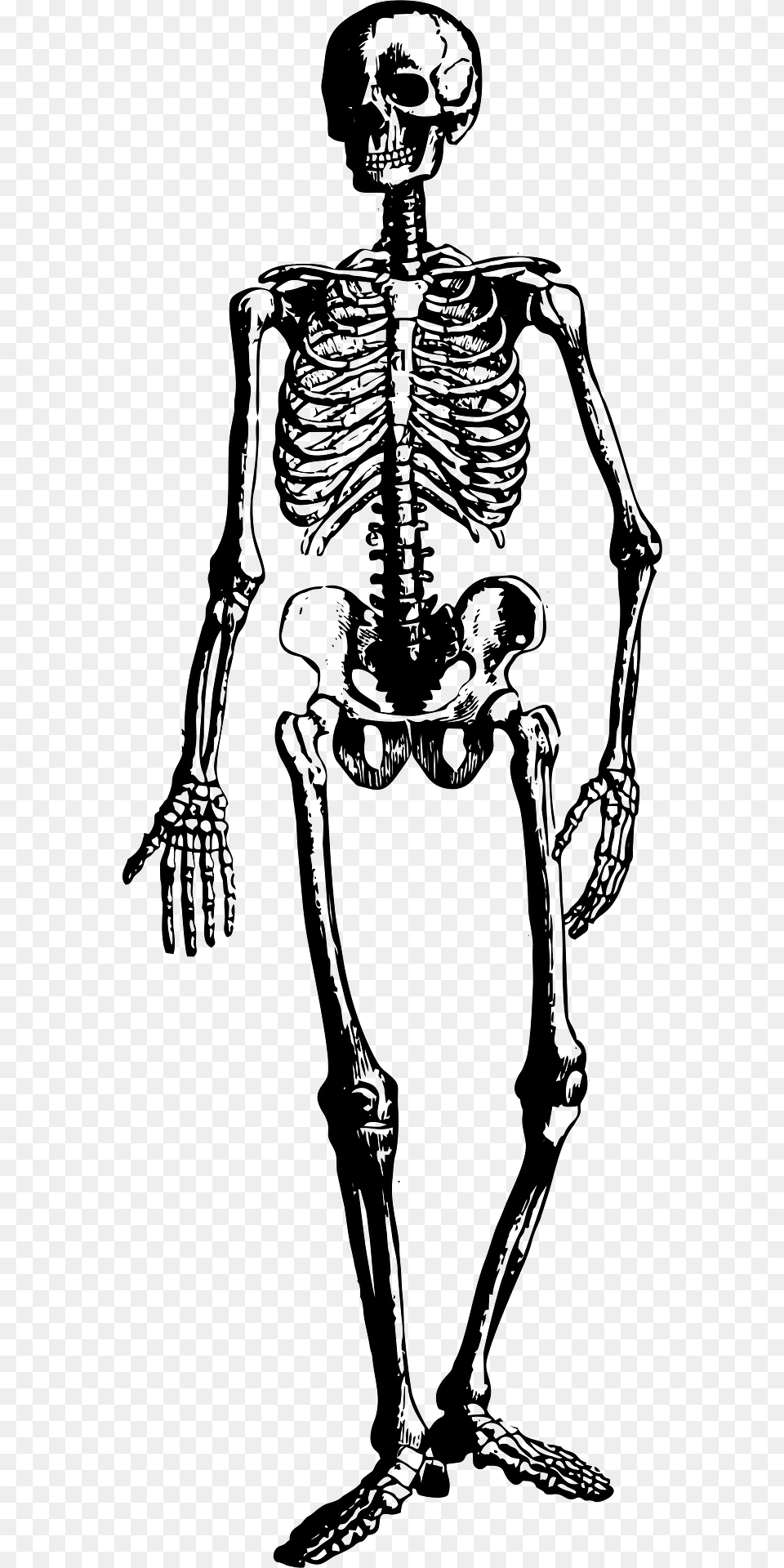 Skeleton Clipart, Adult, Male, Man, Person Free Transparent Png