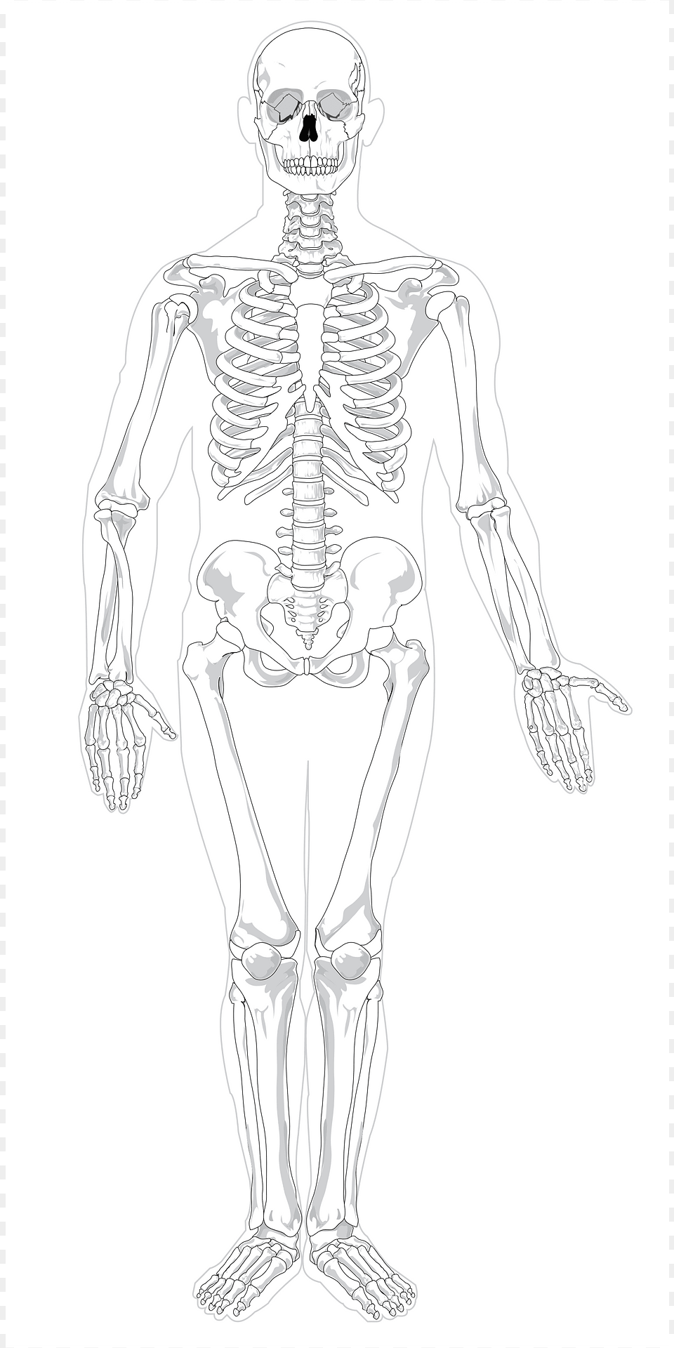 Skeleton Clipart, Adult, Wedding, Person, Female Png