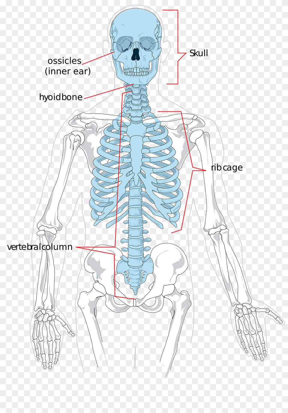 Skeleton Clipart, Person, Face, Head Free Transparent Png