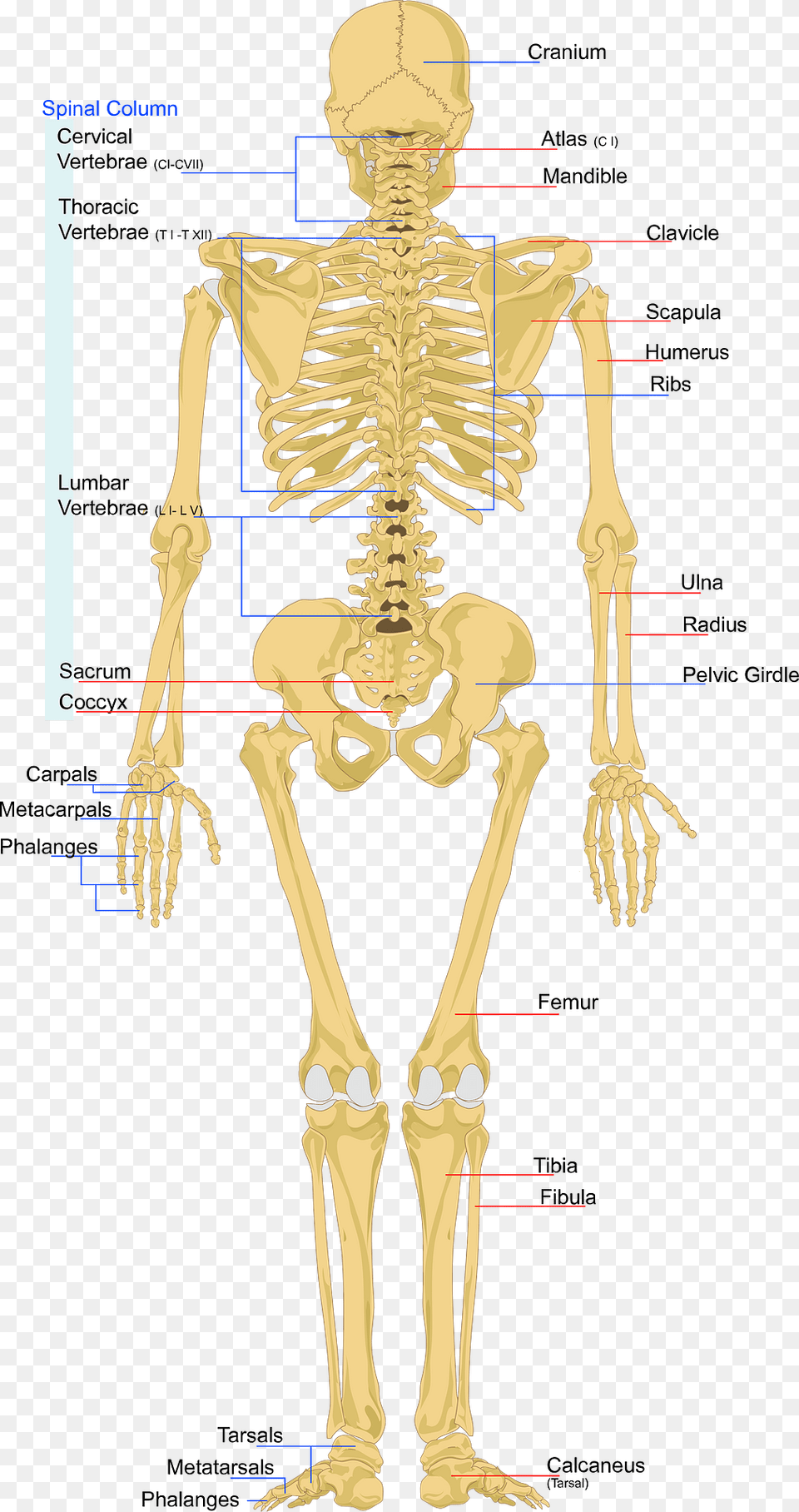 Skeleton Clipart, Person, Head Free Transparent Png