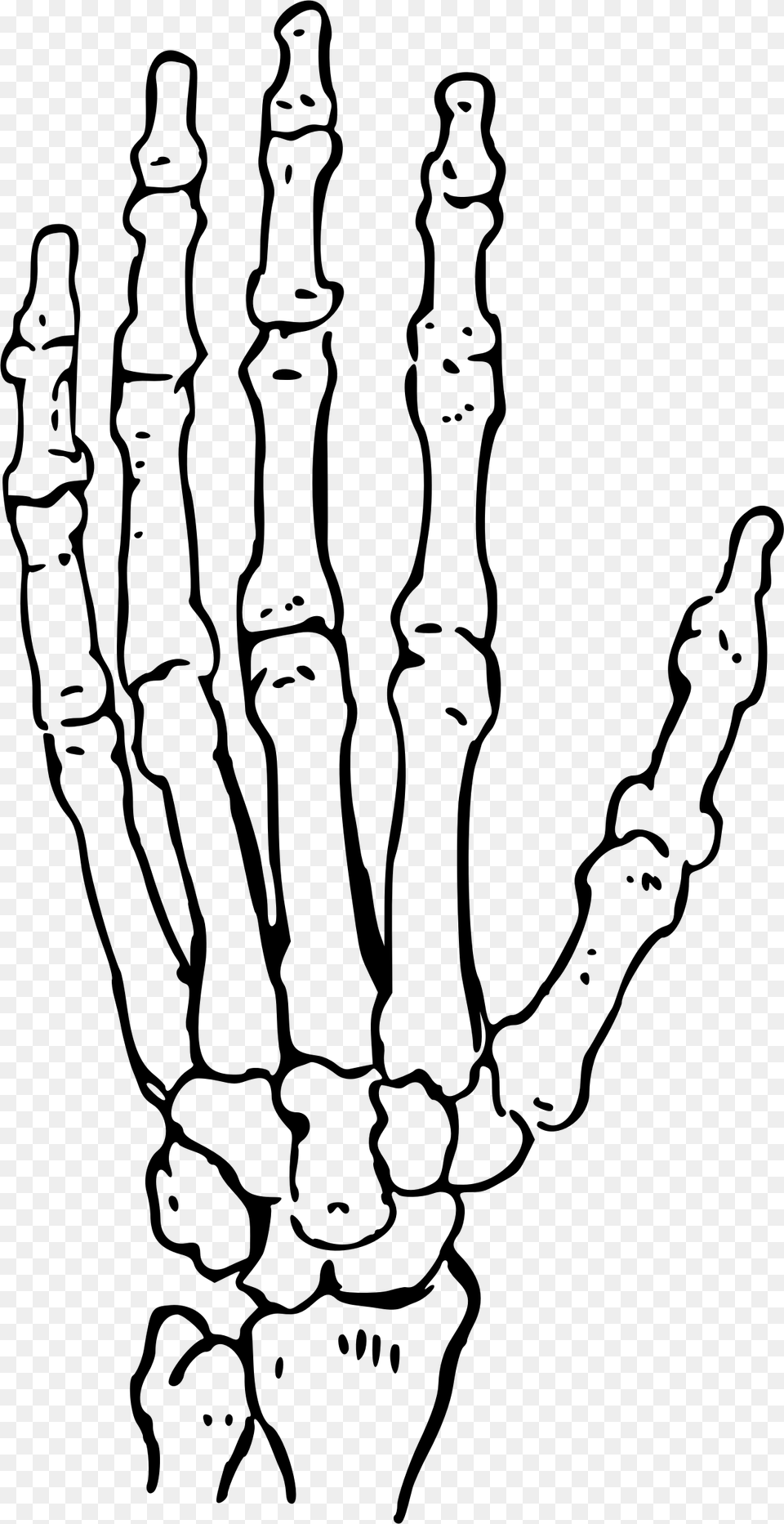 Skeleton Clipart Hand, Gray Free Png