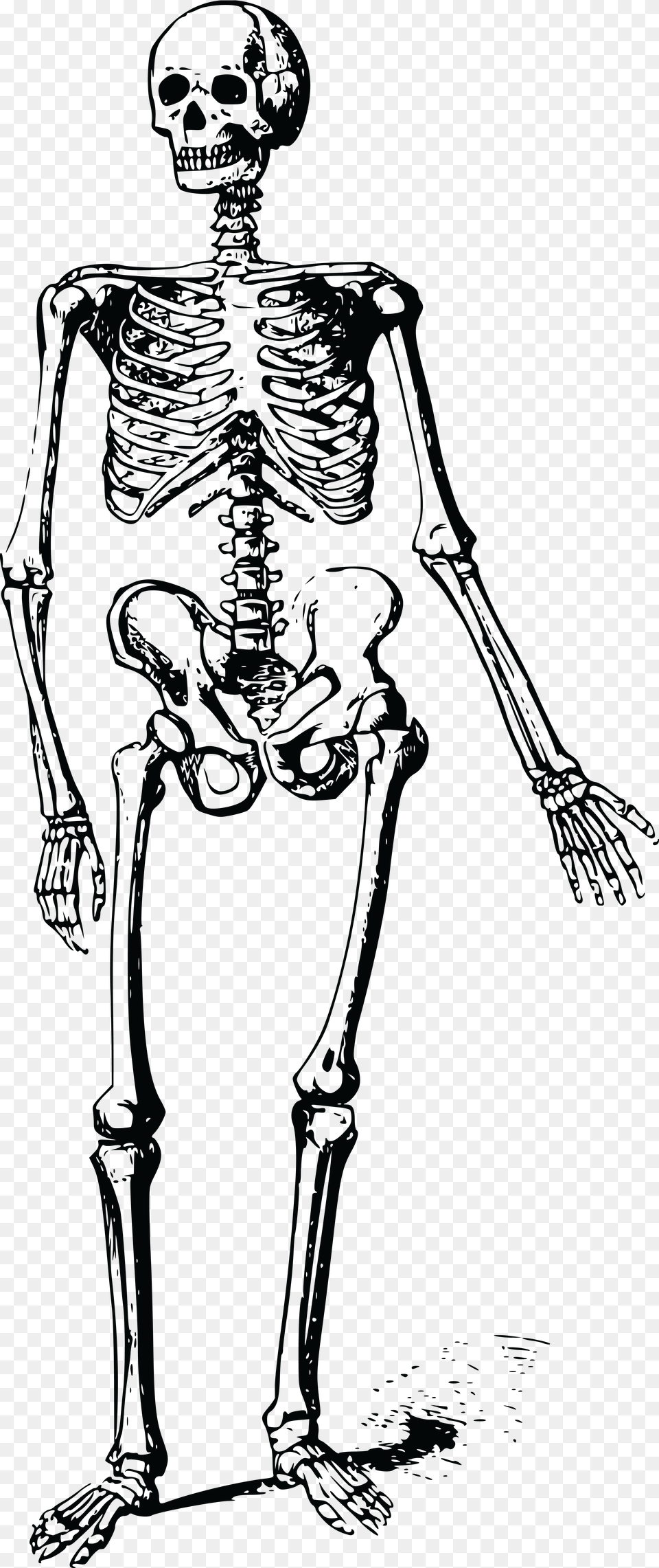 Skeleton Clipart Hand Clipart Skeleton Png