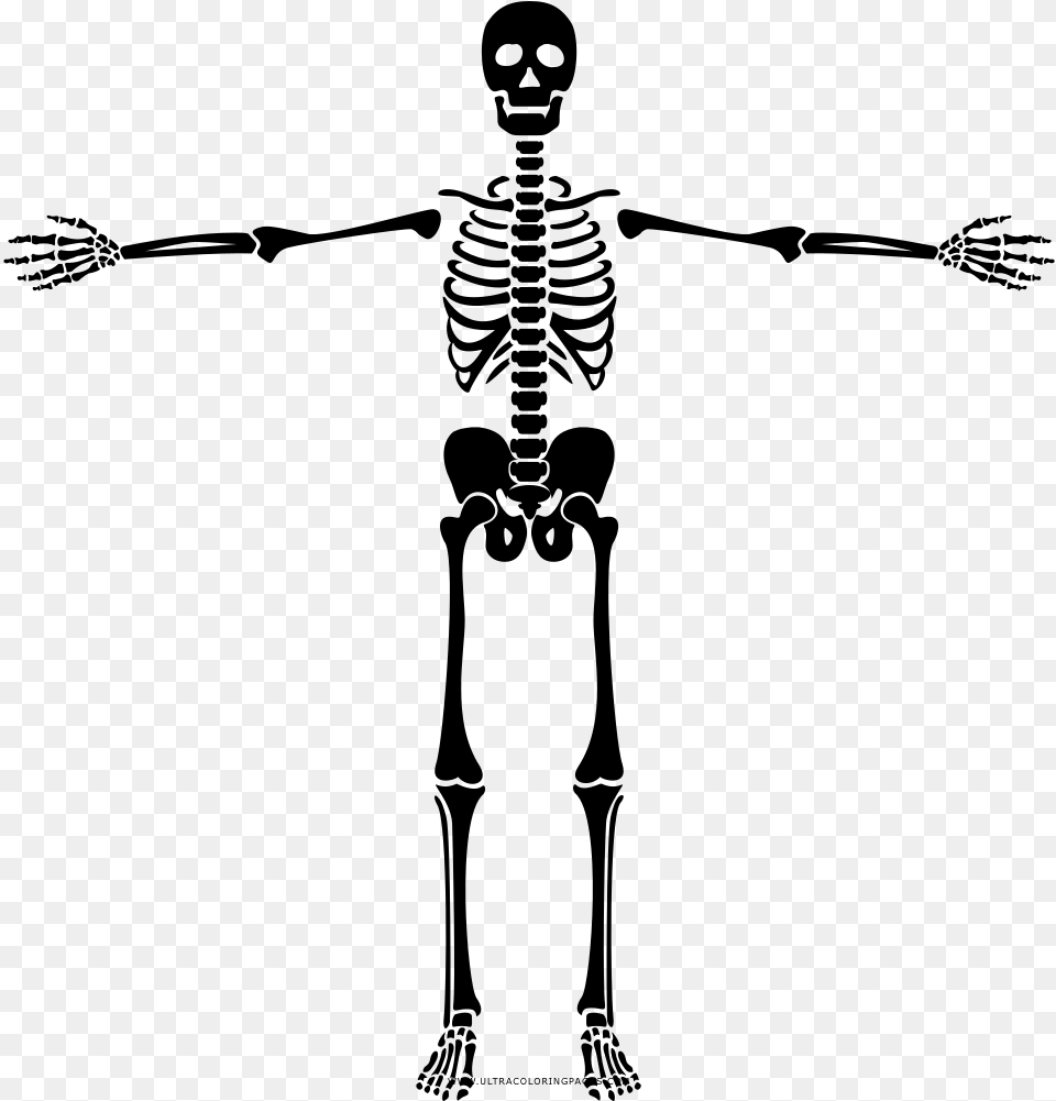 Skeleton Coloring, Gray Png Image