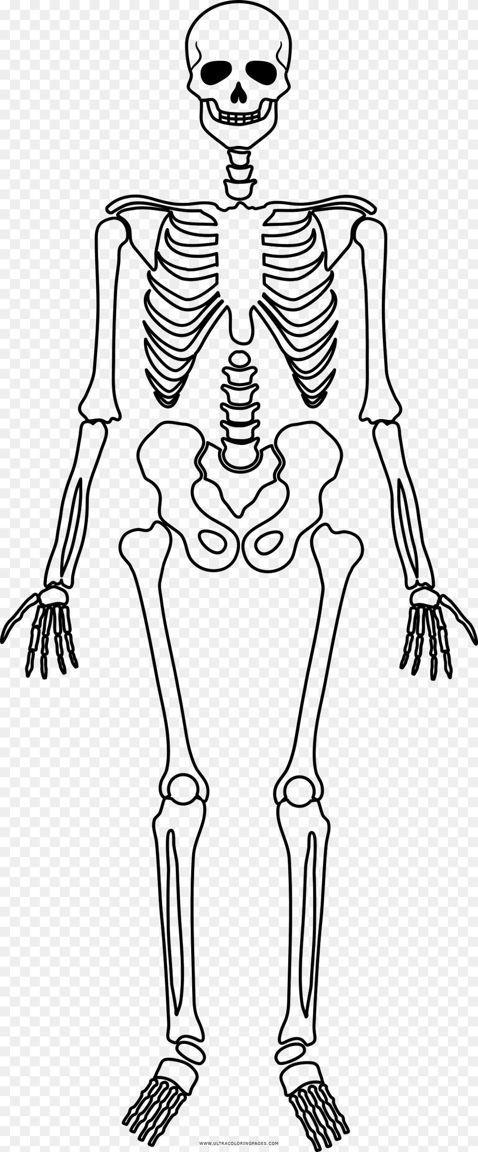 Skeleton Coloring, Gray Png