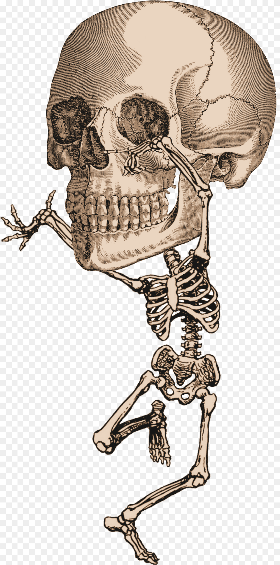 Skeleton Dancing Clip Art, Person Free Png