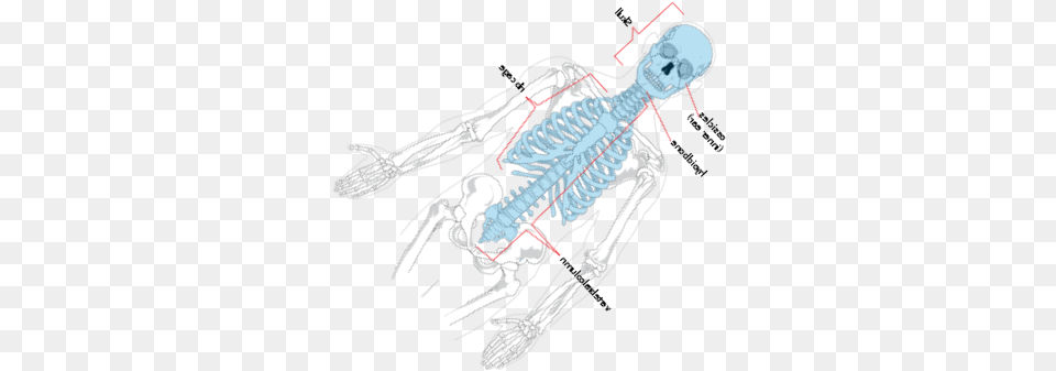 Skeleton Diagram Without Labels Png