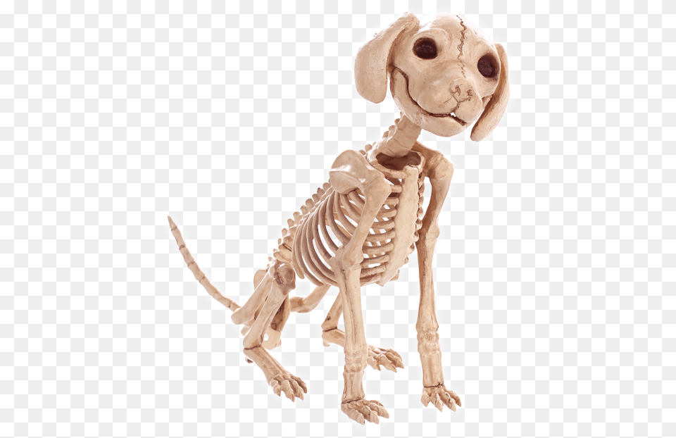 Skeleton Dog, Animal, Canine, Mammal, Pet Free Png Download