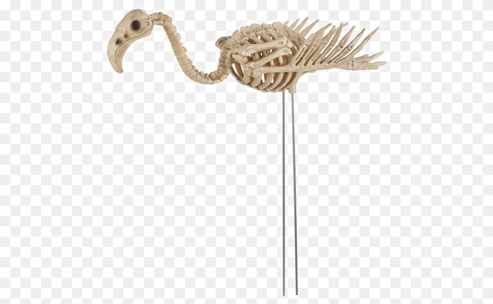 Skeleton Flamingo Skeleton Of A Flamingo, Animal, Dinosaur, Reptile Png Image