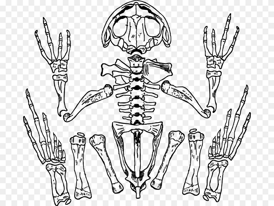 Skeleton Frog Bones Skull Anatomy Biology Frog Skeleton Gray Free Transparent Png
