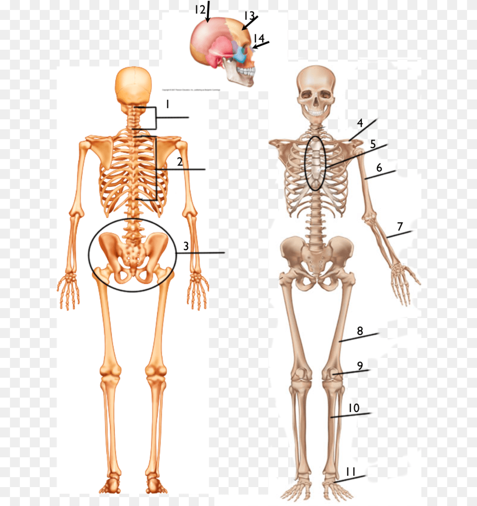 Skeleton Front View, Person, Adult, Female, Woman Png