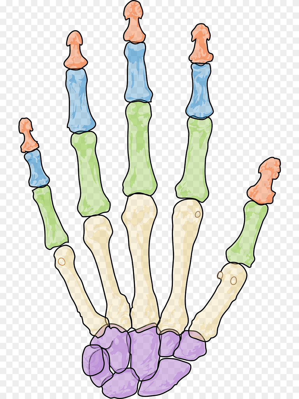 Skeleton Hand, Adult, Female, Person, Woman Free Png Download