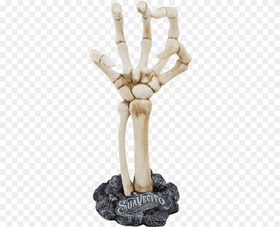 Skeleton Hand Display Human Skeleton, Person Free Transparent Png