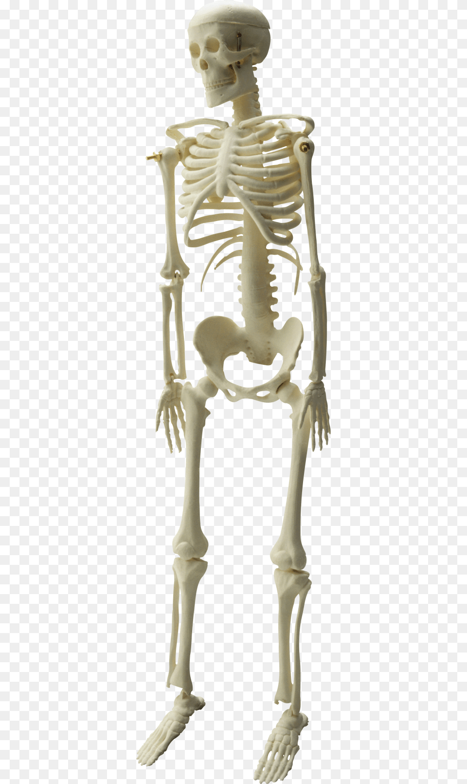 Skeleton Hd Photo Images Kankal, Person, Head Free Png Download