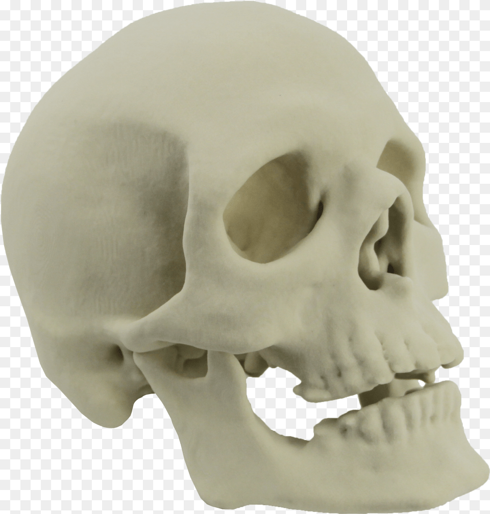 Skeleton Head, Baby, Person, Face Free Png Download