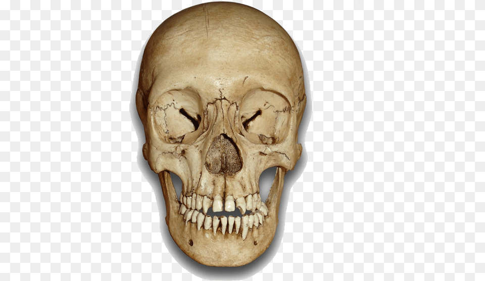 Skeleton Head File Human Skull Front, Person, Face Free Png Download